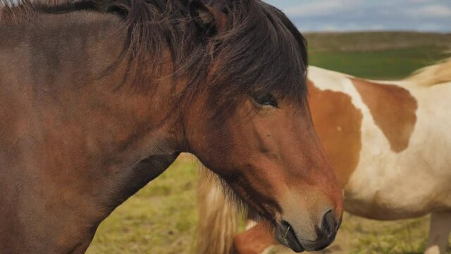 Icelandic horses brown and white standing on a windy grassy meadow and blinking, Slow motion close up shot