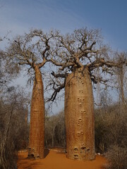 Fototapeta na wymiar [Madagascar] Two baobab trees side by side (Arboretum d'Antsokay, Toliara)