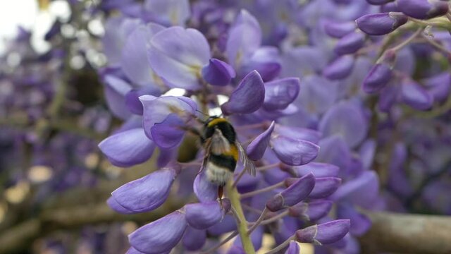 Big Bumblebee shaking among violet flowers seen from behind in slow motion