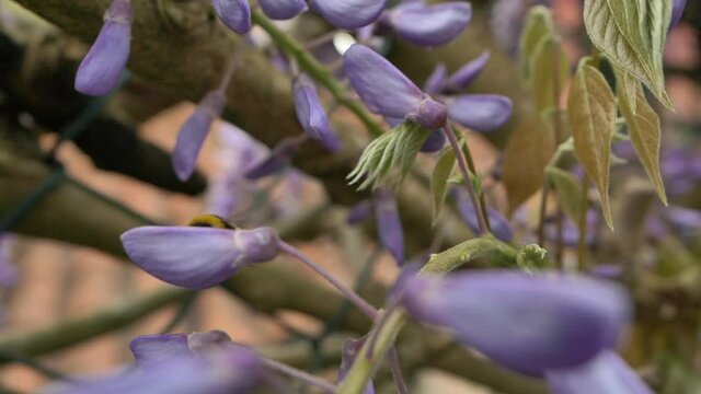 Slow motion of a Bumblebee flying and clinging to a violet flower facing forward