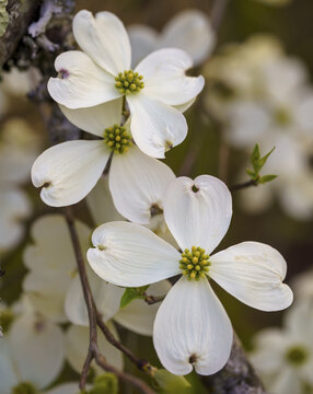 Vertical shot of flowering dogwood
