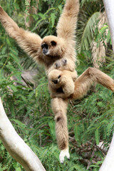 Weisshandgibbon