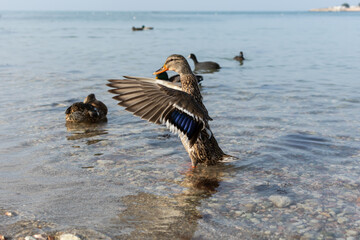 Wild gray duck close-up swimming in the water. A male migratory gray-brown duck spreads its wings,...