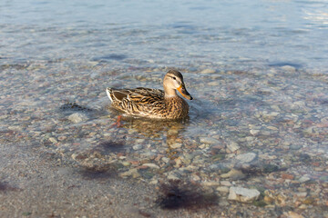 Gray wild duck close-up swimming in the water. A migratory gray-brown duck with an orange beak, the female looks at the camera and slowly swims on the lake. Natural natural background with wild birds
