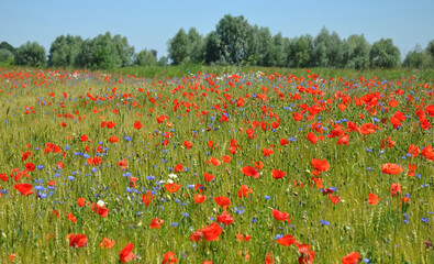 A beautiful field with blooming red poppies, blue centaurea cyanus or cornflowers and white field  chamomile flowers.