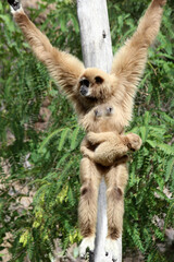 Weisshandgibbon