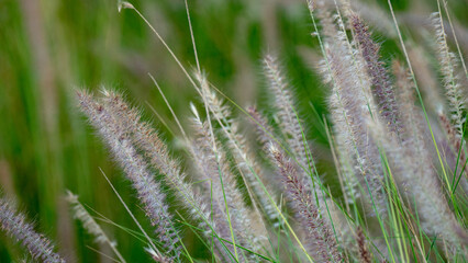 Beautiful Purple fountain grass or fluffy Feather Pennisetum. selective focus