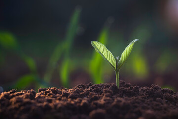 Growing plant,Young plant in the morning light on ground background, New life concept.Small plants on the ground in spring.fresh,seed,Photo fresh and Agriculture concept idea.
