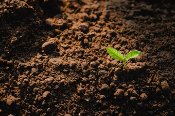 Growing plant,Young plant in the morning light on ground background, New life concept.Small plants on the ground in spring.fresh,seed,Photo fresh and Agriculture concept idea.