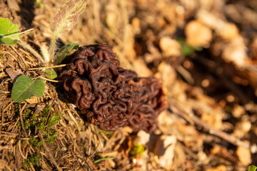 Chestnut chanterelle in the sunshine - Poland 