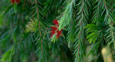 Melaleuca viminalis, commonly known as weeping bottlebrush, or creek bottlebrush is a plant in the myrtle family, Myrtaceae . selective focus