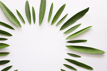Green leaves in a shape of circle. Tropical leaves on a white, copy space.