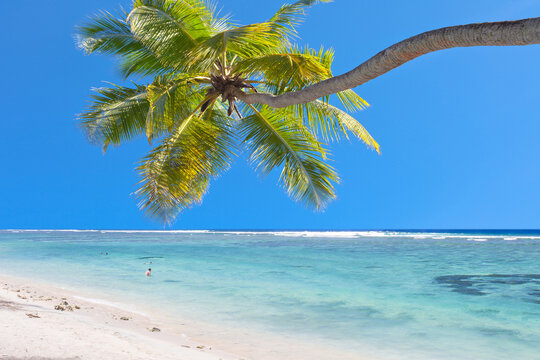 Cocotier pench&eacute; sur plage tropicale  paradisiaque 