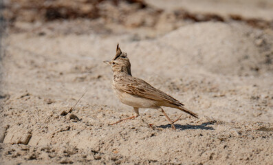 A Crested Lark (Galerida cristata) .Shot while Running on the sand of Qatar shore during the winter season beginning. Selective focus