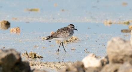 Grey plover, Pluvialis squatarola, in the shore of qatar. selective focus
