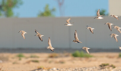 Grey plover, Pluvialis squatarola, flying in the shore of qatar. selective focus