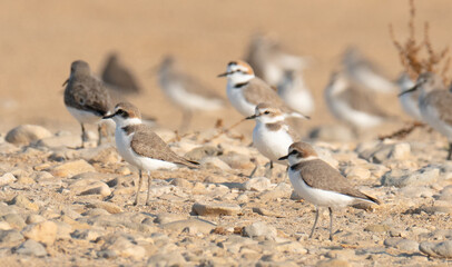 Grey plover, Pluvialis squatarola, in the shore of qatar. selective focus