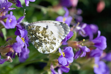 Resedafalter (Pontia edusa)