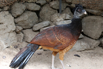 Tuberkelhokko