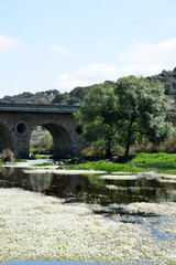 Fototapeta premium Bridge over the Tozo river full of Ranunculus aquatilis or aquatic buttercup is a species belonging to the Ranunculaceae family that inhabits rivers and streams