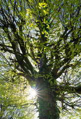 Fototapeta premium The sun shining through a tree on a beautiful, spring morning.