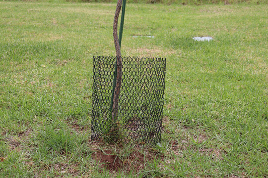 young tree with protective mesh around trunk
