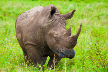 Obraz premium african black white Rhinoceros portrate 