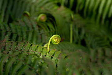 シダ植物