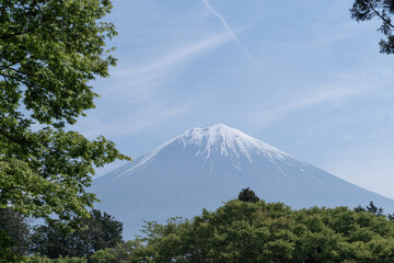 木々の隙間から見える春の富士山