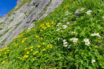 Obraz premium 北岳の高山植物のお花畑