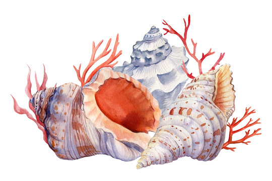 Seashells and coral on an isolated white background. Watercolor illustration, Marine design, postcards.