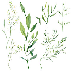 Watercolor greenery branches and leaves. Botanical Foliage and twigs for eco logo design, wedding invite, bridal shower, baby shower. Rustic style.