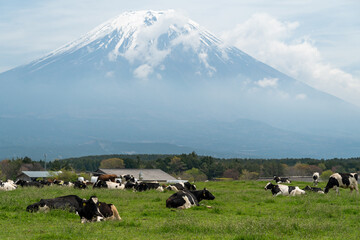 富士山と牧場