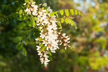 Fototapeta premium White acacia inflorescences on a blurred background.