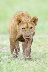 Young lion cub (Panthera leo) playing  on savanna, looking at camera, Maasai Mara National Reserve, Kenya