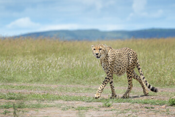 Cheetah (Acinonyx jubatus) walking  on savanna, Masai Mara National Reserve, Kenya