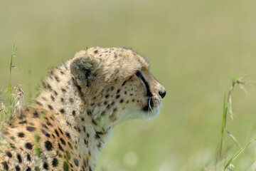 Cheetah (Acinonyx jubatus) portrait from the side, Masai Mara National Reserve, Kenya