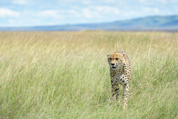 Cheetah (Acinonyx jubatus) walking through tall grass on savanna, Masai Mara National Reserve, Kenya