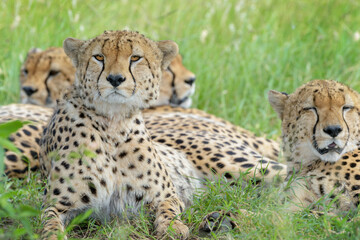Cheetah (Acinonyx jubatus) portrait, lying down in group, looking at camera, Masai Mara National Reserve, Kenya