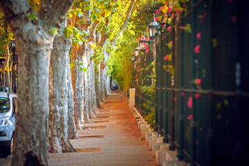 Fototapeta na wymiar Quiet sidewalk flanked by trees