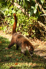Nasua, Coati looking for food at Riviera Maya, Mexico	
