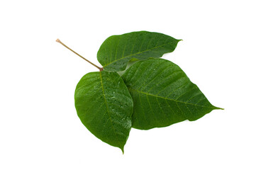 Santol leaves isolated on white background.