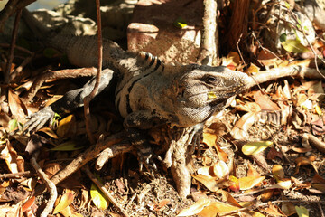 Portrait of a Black spiny-tailed iguana, Ctenosaura similis, Riviera Maya, Mexico