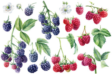 Set blackberries and raspberries on a branch, isolated white background. Watercolor botanical illustration