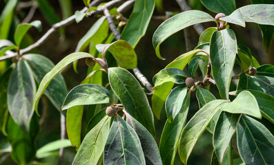 Obraz premium Evergreen leaves and fruit on Bentham's Cornel (Cornus capitata) or Himalayan Evergreen Dogwood Tree. Close-up of Himalayan strawberry-tree branch in Arboretum Park Southern Cultures in Sirius (Adler)