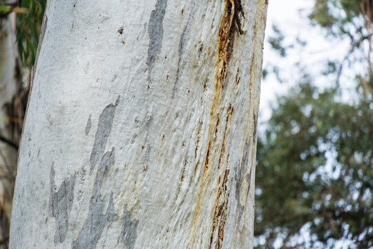 Original blue-gray bark texture of Eucalyptus tree or gum tree growing in Arboretum Park Southern Cultures in Sirius (Adler). Beautiful nature landscape for any design