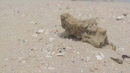 Morski kamyczek w piasku z muszelkami - obrazy, fototapety, plakaty