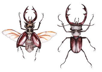 Watercolor illustration of two brown stag beetles isolated on white background