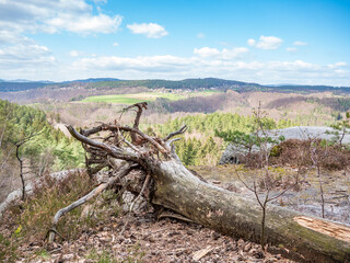 Fototapeta na wymiar Roots of fallen tree at top of hill. Sandy soil and strong wind made tree fall.