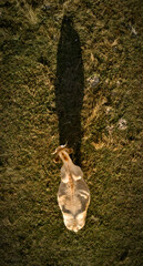 Top view of light brown cow grazing on pasture land